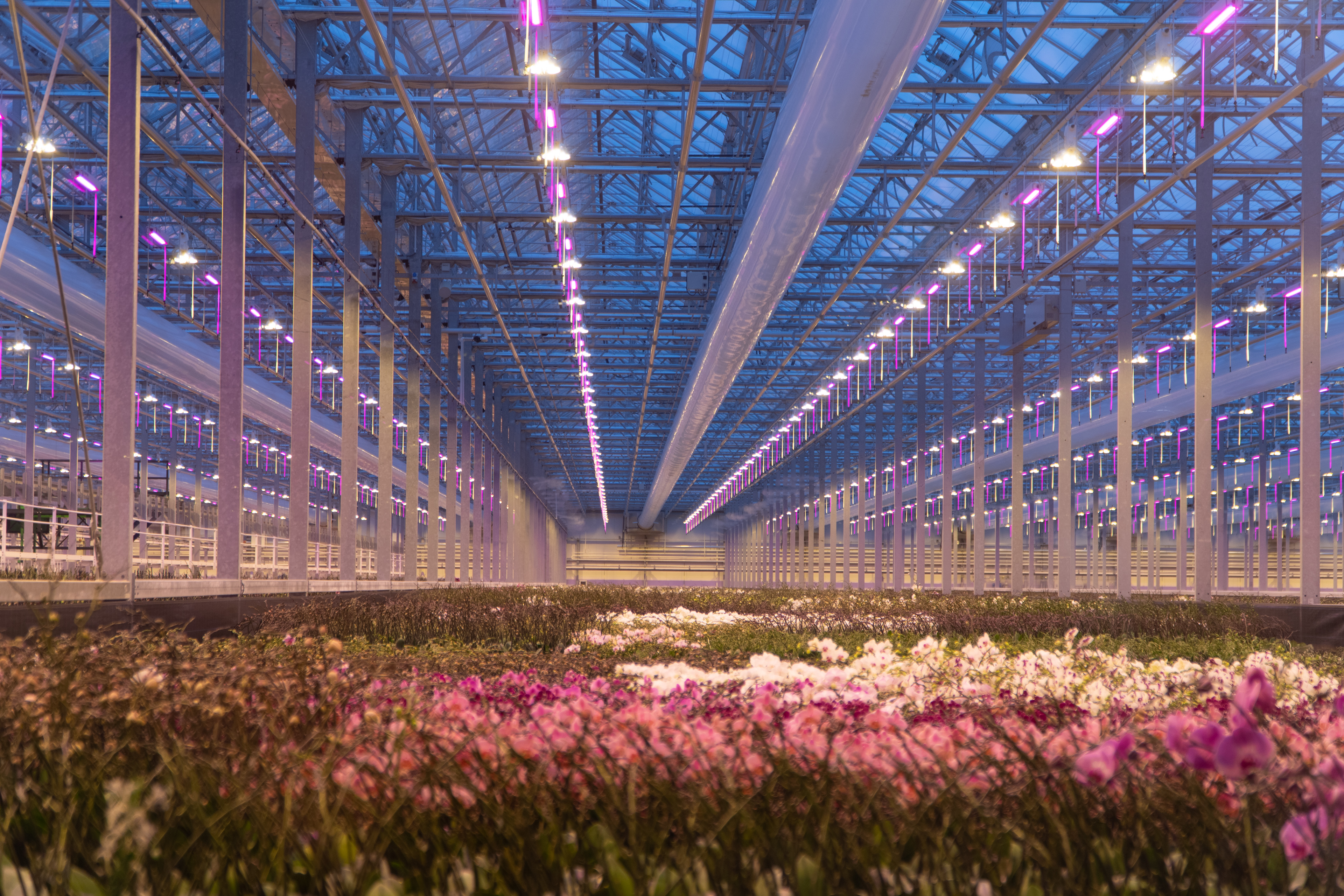 AppHarvest brings Dutch greenhouse expertise to Kentucky